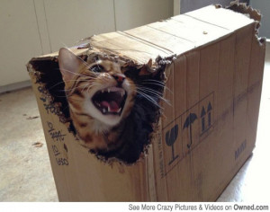 Schrödinger's cat? -