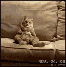 Categories: Funny Animals Gifs , Funny Cat Gifs , Funny Gifs