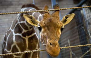 marius-giraffe-pictured-copenhagen-zoo-february-7-2014.jpg
