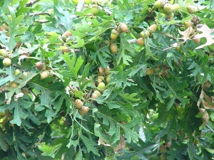 September 2000 - A White Oak tree branch full of acorns.
