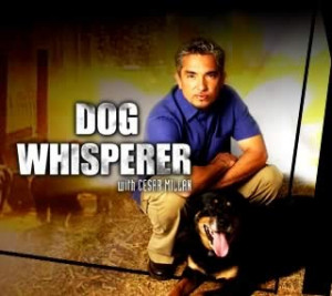 pitbull puppy joins dog whisperer cesar millan s pack paw nation
