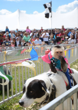in which monkeys jockey dogs at the Lake County Fair Sunday, July 28