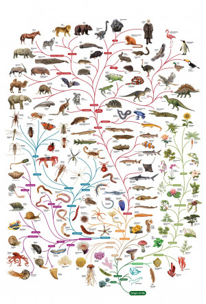 Charles-Darwin-tree-of-life-poster.jpg