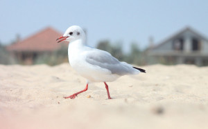 Tag: Seagull Bird Wallpapers, Backgrounds, Photos, Imagesand Pictures ...