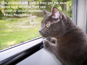 ... how to make friends with strange cats.