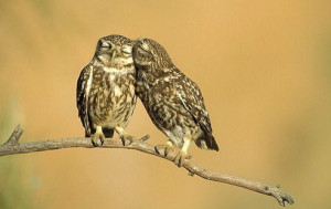 estória do Patinho Feio é um clássico e a estória da Mãe Coruja ...