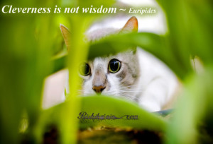 Go Back > Gallery For > Inspirational Cat Quotes