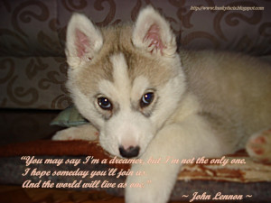 ... about siberian huskies and husky facts click on link below