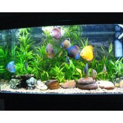 fish aquarium tanks florence