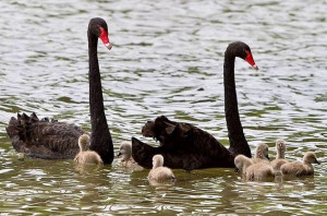 Black-necked swans via Bird's Eye View at www.Facebook.com ...