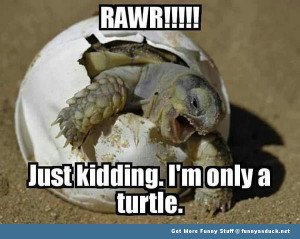 turtle egg animal meme funny pics pictures pic picture image photo ...