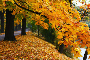 autumn tree landscape autumn tree widescreen high definition wallpaper ...