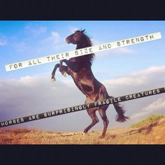 luv hors horse quotes equestrian quotes nut hors quot