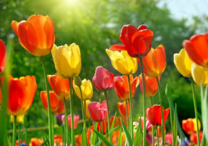 Quotes About Tulips