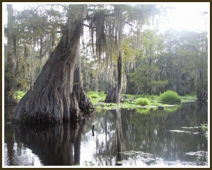 Louisiana Swamp Paintings