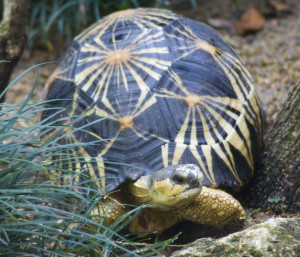 herpy random dragons mating