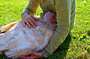 Beatrice the turkey loves affection. Photo by Woodstock Farm Animal ...