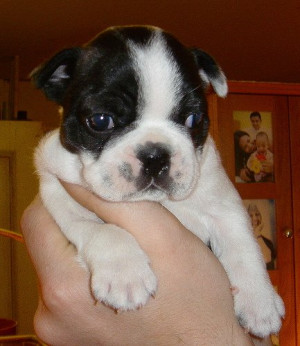 Related Pictures boston terrier french bulldog hybrid dogs