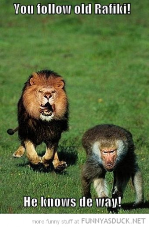 king animal monkey baboon follow old rafiki knows way disney funny ...