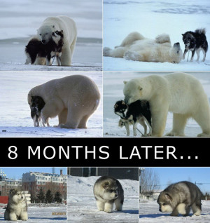 so a polar bear decided to have a baby with a dog 8 months later this ...