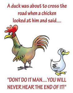 Funny Chicken Pictures