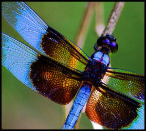dragonfly-dragonflies-insect-animal-wild-nature-12
