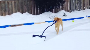 MrFunnyMals Dogs Helping Their Owners to Shovel Snow