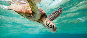 Where to see Turtles in Australia