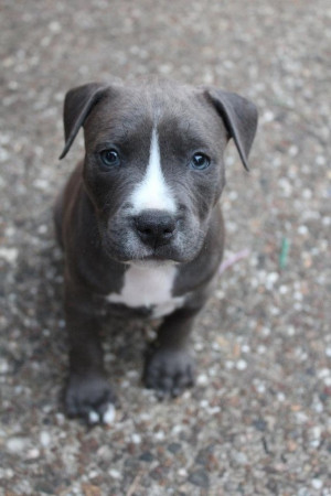 Blue Nose Pitbull Puppy - Click image to find more Animals Pinterest ...