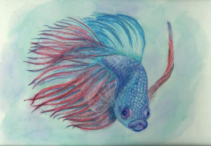 Betta fish by DrackUriel on deviantART