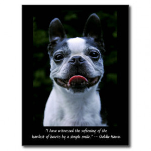Boston Terrier Quote Postcard