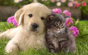 Cats And Dogs Wallpapers /