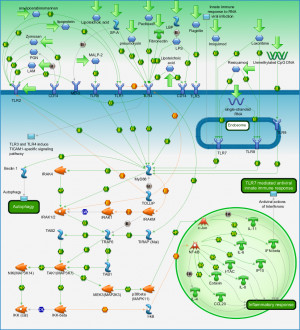 TLR Signaling Pathway