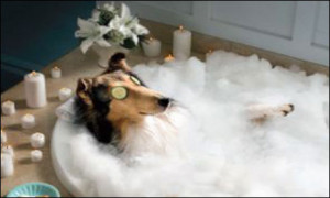 LOS ANGELES: Every dog has its day, and for Afghan pooch Aiden, today ...