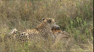 Cheetah Hunting Prey