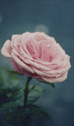 amazing, flower, hipster, indie, love, photography, rose, soft grunge ...