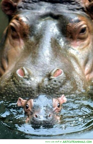 baby hippo swimming mother calf cute animals wild wildlife species ...