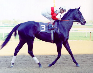 RACE HORSE Image