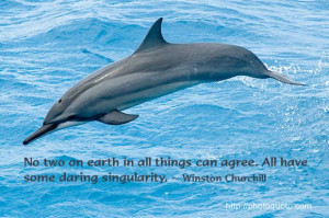 Dolphin Sayings