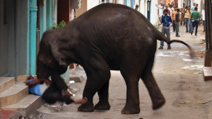 An elephant gores a security guard to death on the steps of a college ...