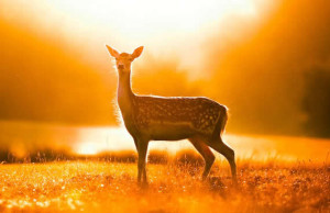 animals, beautiful, deer, fawn, field, sun, sunny