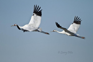 Photo Whooping Crane Flight Courtesy