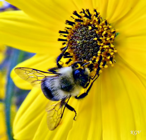 Quotes About Bees And Flowers http://itsmysouthernlife.blogspot.com ...