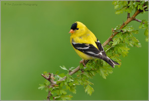File American Goldfinch Winter