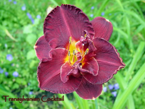 Daylily Quotes Puzzle