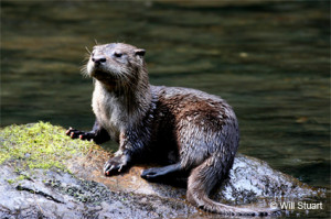 River otter attacks woman in B.C. lake