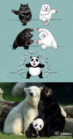 Black Bear + Polar Bear = Panda Bear