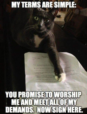 ... // Tags: Funny cat meme - My terms are simple // September, 2013