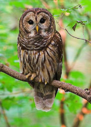 Owl Pictures, Images & Photos