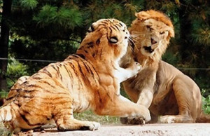 If a Tiger Fought a Lion, Which Animal Would Win?